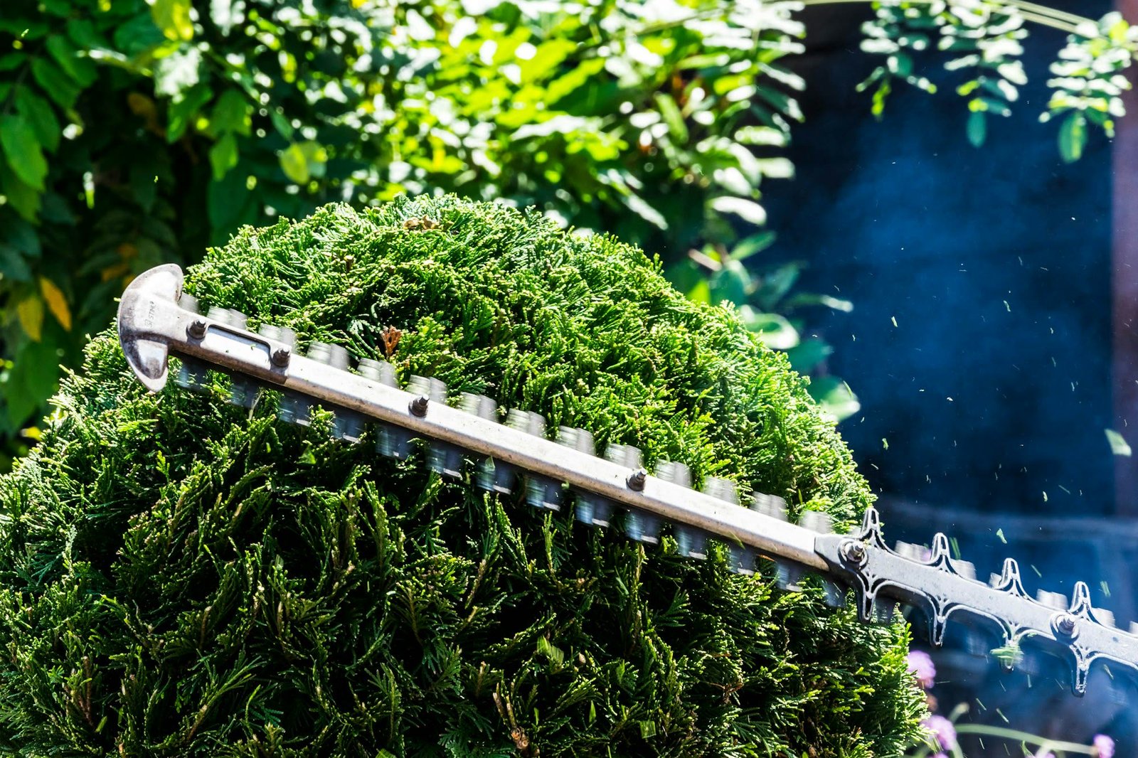 Close-up of a hedge trimmer shaping a topiary shrub