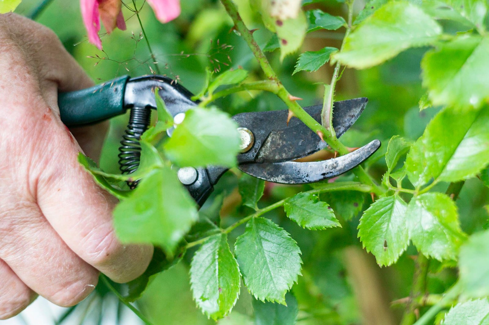 Pruning & Plant Care, B&B Quality Gardening Maintenance